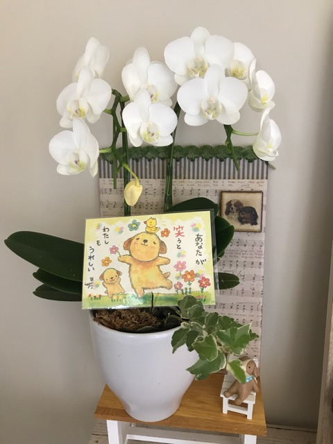 {6F247626-A334-4D99-9A8B-D1D028030272}